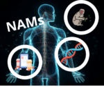 Graphic depicting a fake xray of a human body superimposed with images of a macaque, prescription bottles and a strand of DNA along with "NAMs" in the upper-left corner