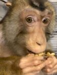 a pigtail macaque nibbles on a snack